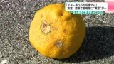 「サルに食べられ収穫ゼロ」野生動物の食害、さらに長く続いた“暑さ”でユズやミカンに大きな影響「一玉も販売できない」品種も | 高知のニュース・天気|KUTV NEWS | KUTVテレビ高知