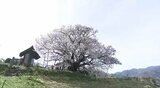樹齢1200年!「神代桜」が満開に…小学生が桜の伝説を劇で披露 長野市芋井地区|TBS NEWS DIG