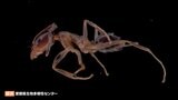 “侵略的外来種ワースト100”アルゼンチンアリが愛媛初確認 “不快害虫”の異名も | 愛媛のニュース - Nスタえひめ|あいテレビは6チャンネル