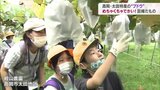 「でかい、満足、巨峰だもの!」児童がブドウの収穫体験 地元の特産に理解深める 富山・高岡市|TBS NEWS DIG