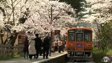 「金木桜まつり」の会期前倒しで4月23日開幕へ 「桜が咲いている時期にまつりを」近年の早咲きに対応 青森県五所川原市 | 青森のニュース│ATV NEWS│青森テレビ