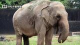 半世紀愛されたアジアゾウの「ハマコ」天国へ 9月17日から園内に献花台ー浜松市動物園|TBS NEWS DIG