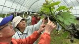 “ピオーネ” の栽培技術を新規就農者らが学ぶスクール今年も始まる　20代から70代までの21人【岡山】|TBS NEWS DIG