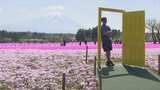 富士山との競演も ピンクや純白など50万株の芝桜が見頃 富士芝桜まつり | 山梨のニュース | UTYテレビ山梨