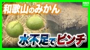 和歌山で少雨深刻「有田みかん」色と味に異変・小ぶり化で収穫量減の危機 大雨で復活できる？劣化懸念も…東日本「大雨災害頻発」西日本「渇水」なぜ二極化【気象予報士解説】　|　MBSニュース | 関西の最新ニュースを分かりやすく。