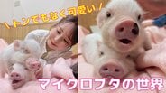 “トンでもない” 可愛さ！「ブタカフェ」が北陸に誕生 ブタ大好きアナウンサーが体験リポ ぺット人気が高まるマイクロブタの魅力とは？　|　富山のニュース｜天気・防災｜チューリップテレビ