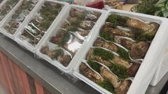 秋の味覚「マツタケ」中国で収穫ピーク 収穫から36時間で日本へ| TBS CROSS DIG with Bloomberg