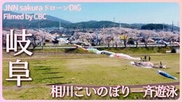 春風に、桜とこいのぼりの競演 岐阜・相川水辺公園【JNN sakuraドローンDIG 2023】|TBS NEWS DIG