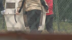 【速報】住宅街に現れた「ニホンカモシカ」を無事捕獲 後ろ足にけが 東山動物園で治療へ 名古屋・名東区|TBS NEWS DIG