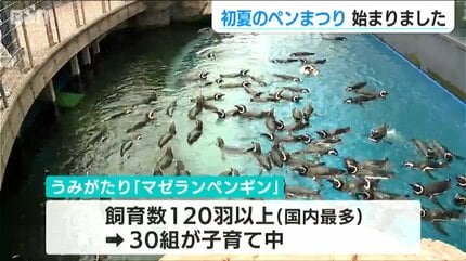 マゼランペンギンの飼育数は120羽以上で“日本一” 水族館 うみがたりで