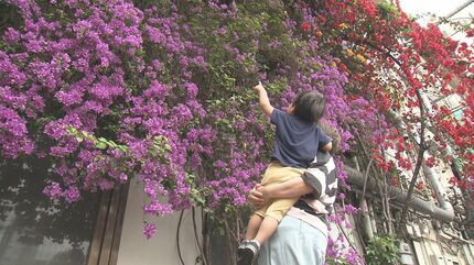赤・紫・黄色の鮮やかな花が咲く 南国の花ブーゲンビリアが街を彩る
