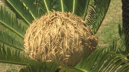 10年に一度」が同時に4本も…ソテツの花が咲いた | TBS NEWS DIG