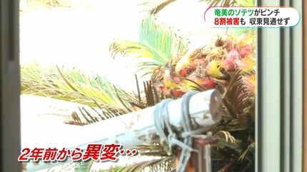 奄美大島のソテツがピンチ ナリ味噌文化どうなる… 壊滅的な危機に