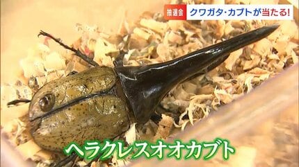 ヘラクレスオオカブト激安 イベントなどに！カブトムシクワガタ ヘラクレス等 – クワガタムシ・カブトムシ昆虫専門店COLORS