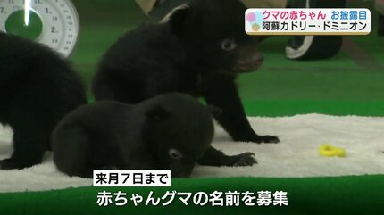 今年生まれた4頭のクマの赤ちゃん お披露目 名前も募集中【阿蘇