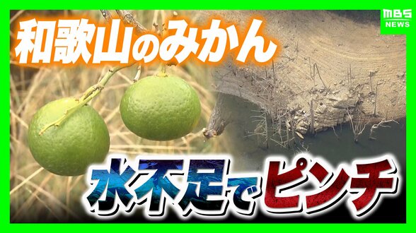 和歌山で少雨深刻「有田みかん」色と味に異変・小ぶり化で収穫量減の危機 大雨で復活できる?劣化懸念も…東日本「大雨災害頻発」西日本「渇水」なぜ二極化【気象予報士解説】 | MBSニュース | 関西の最新ニュースを分かりやすく。