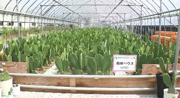 国連の機関も認めたスーパーフード！食用の「ウチワサボテン」のブランド「SABOVEG（サボベジ）」説明会…長野・飯田市の農業用ハウスで約900株栽培「シャキシャキとした食感とオクラに似た粘り気が特徴…」|TBS NEWS DIG