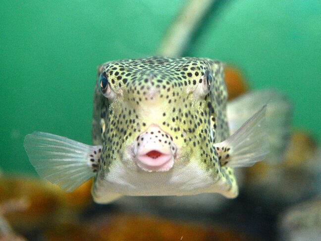 天狗の鼻そっくり！水槽を泳ぐ幻の珍魚「テングハコフグ」魚津水族館で初の展示！富山・魚津市|TBS NEWS DIG