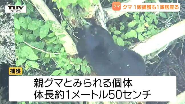 【動画】米沢市の住宅街出没の2頭のクマ　親グマをワナで捕獲も子グマは未だ捕獲されず　近藤米沢市長が現場で緊急銃猟を許可（山形）|TBS NEWS DIG