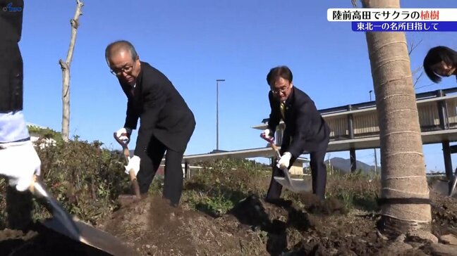 陸前高田市を“東北一のサクラの名所”に　市長と市民有志が植樹会　岩手|TBS NEWS DIG