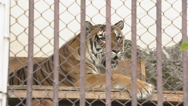 国内最高齢のベンガルトラ「未桜」死ぬ　20歳のメス　人間では100歳相当　食欲旺盛で元気な性格も夏前から食細くなり老衰で大往生　長野・須坂市動物園|TBS NEWS DIG