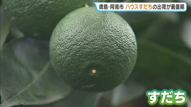 徳島特産「ハウスすだち」出荷が最盛期　さわやかな甘酸っぱい香りが漂う中で丁寧に摘み取り　品質“非常に良好”　徳島・阿南市|TBS NEWS DIG
