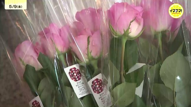 「バラ会議に来てね」市長ら切りバラ配って世界バラ会議・ローズエキスポをPR 広島県福山市|TBS NEWS DIG