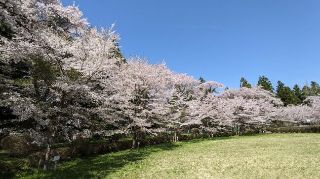 奥州市前沢のお物見公園で樹齢70年以上のソメイヨシノなど200本のサクラが満開　岩手|TBS NEWS DIG