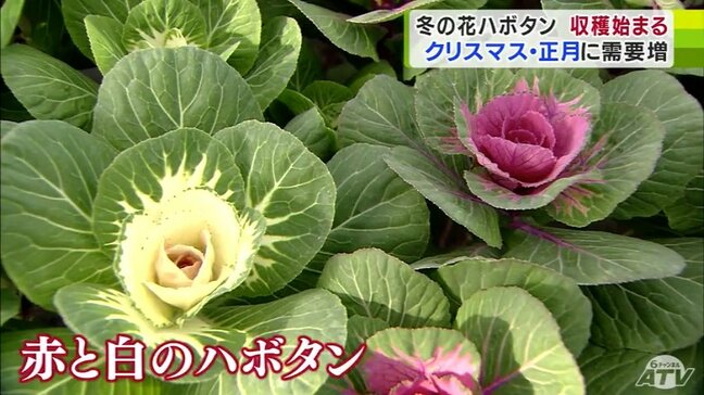 青森県八戸市で“冬の花”ハボタンの収穫と出荷始まる　先週から冷え込み強まり出来も上々|TBS NEWS DIG