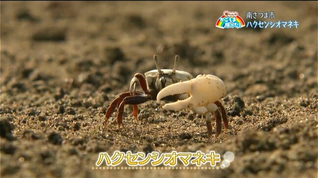 愛らしい“熱烈求愛”「ハクセンシオマネキ」鹿児島・南さつま市【亀ちゃんのかごしま撮った!】|TBS NEWS DIG