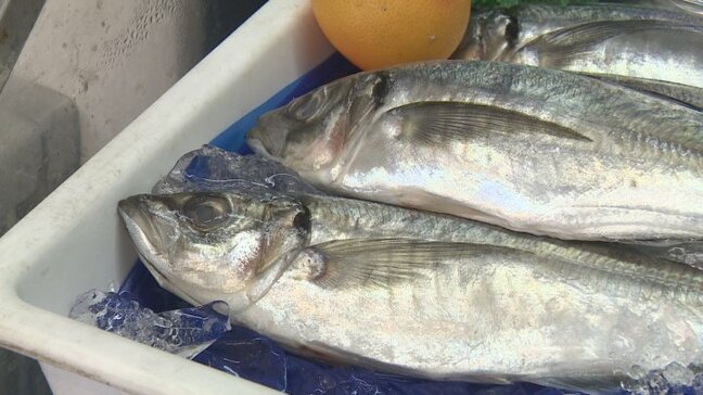 「比較的高値にはなっている」　原油高などで庶民の魚の価格が高騰　明るい兆しも…|TBS NEWS DIG