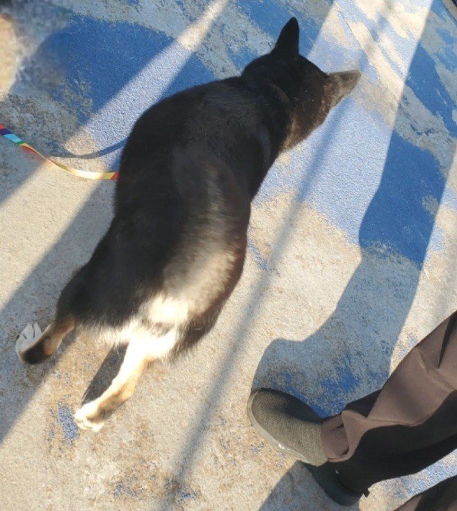 海に転落した柴犬　漂流の末、約26時間後5km先の島で無事発見! 飼い主と涙の再会 SNSの拡散が奏功【愛媛】　|　愛媛のニュース - Nスタえひめ｜あいテレビは6チャンネル