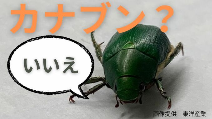 プランターの土の中から「カブトムシの幼虫にそっくりな生物」根の食害を防ぐには？「成虫はカナブンそっくり」|TBS NEWS DIG