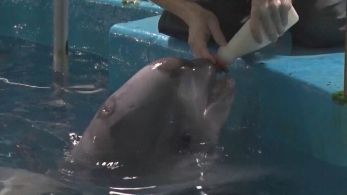 母の死から半年…すくすく育ったシロイルカ「アーリャ」の子「思ったよりスムーズにお魚を飲みめるようになったりミルクが飲めるようになった」|TBS NEWS DIG