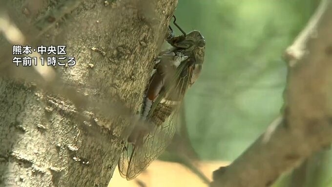 〝今年一番の暑さ〟も 天気は下り坂　あす以降は『再び大雨』となるおそれ　|　熊本のニュース｜RKK NEWS｜RKK熊本放送