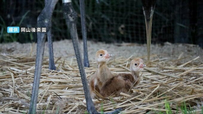 誕生したタンチョウのヒナ2羽の名前を募集！9月15日まで【岡山後楽園】|TBS NEWS DIG