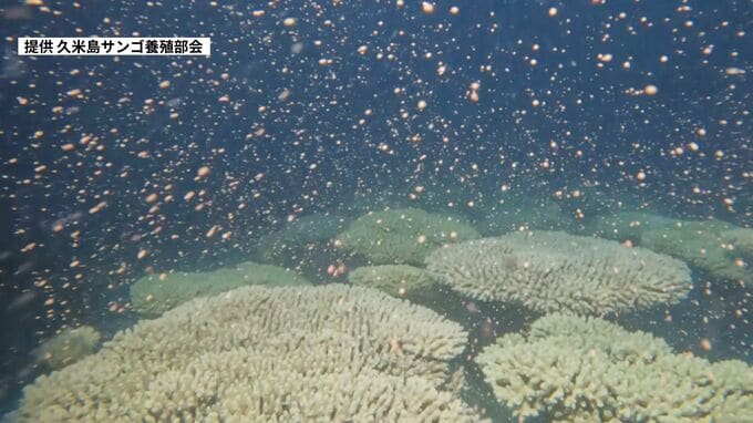 夏の夜の神秘 久米島のサンゴ養殖場でウスエダミドリイシの産卵　|　沖縄のニュース｜RBC 琉球放送