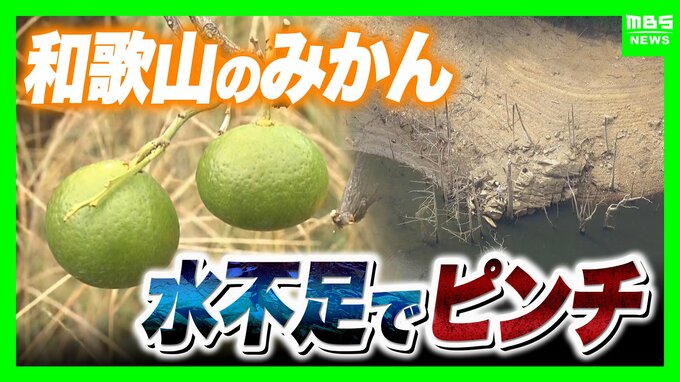 和歌山で少雨深刻「有田みかん」色と味に異変・小ぶり化で収穫量減の危機 大雨で復活できる？劣化懸念も…東日本「大雨災害頻発」西日本「渇水」なぜ二極化【気象予報士解説】|TBS NEWS DIG