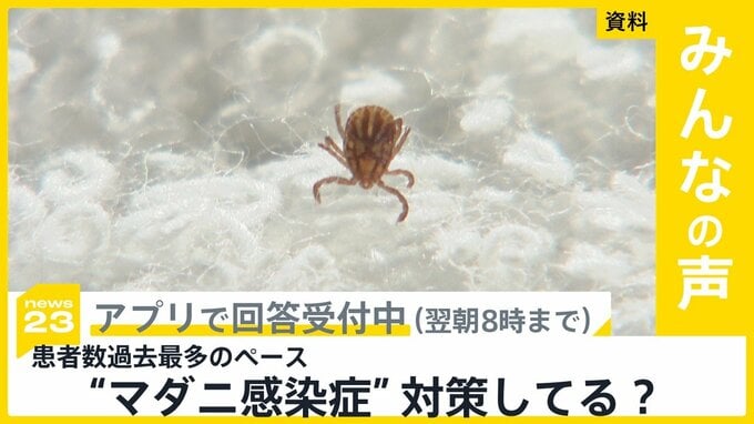 “マダニ感染症”の患者数 去年を上回り過去最多更新のペース 対策してる？【news23】|TBS NEWS DIG