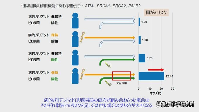 「胃がんに関係する遺伝子に変異持つ人」がピロリ菌にかかると…胃がんリスクが“20倍以上”に|TBS NEWS DIG