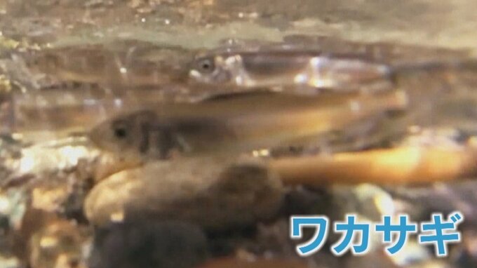 「ひと安心という感じ」　ワカサギの遡上はじまる　例年の２週間遅れ　河口湖|TBS NEWS DIG
