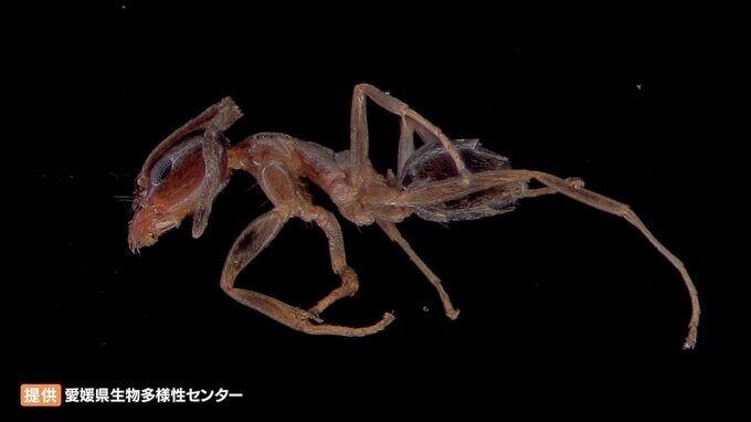 “侵略的外来種ワースト100”アルゼンチンアリが愛媛初確認　“不快害虫”の異名も　|　愛媛のニュース - Nスタえひめ｜あいテレビは6チャンネル
