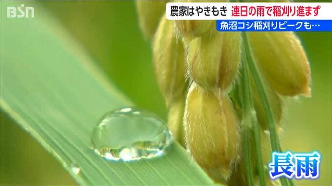 『魚沼産コシヒカリ』稲刈りピークも雨で収穫難航 　6割残す農家「焼け米や着色が心配」　品質低下に懸念　新潟・南魚沼市|TBS NEWS DIG