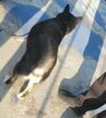 海に転落した柴犬　漂流の末、約26時間後5km先の島で無事発見! 飼い主と涙の再会 SNSの拡散が奏功【愛媛】　|　愛媛のニュース - Nスタえひめ｜あいテレビは6チャンネル