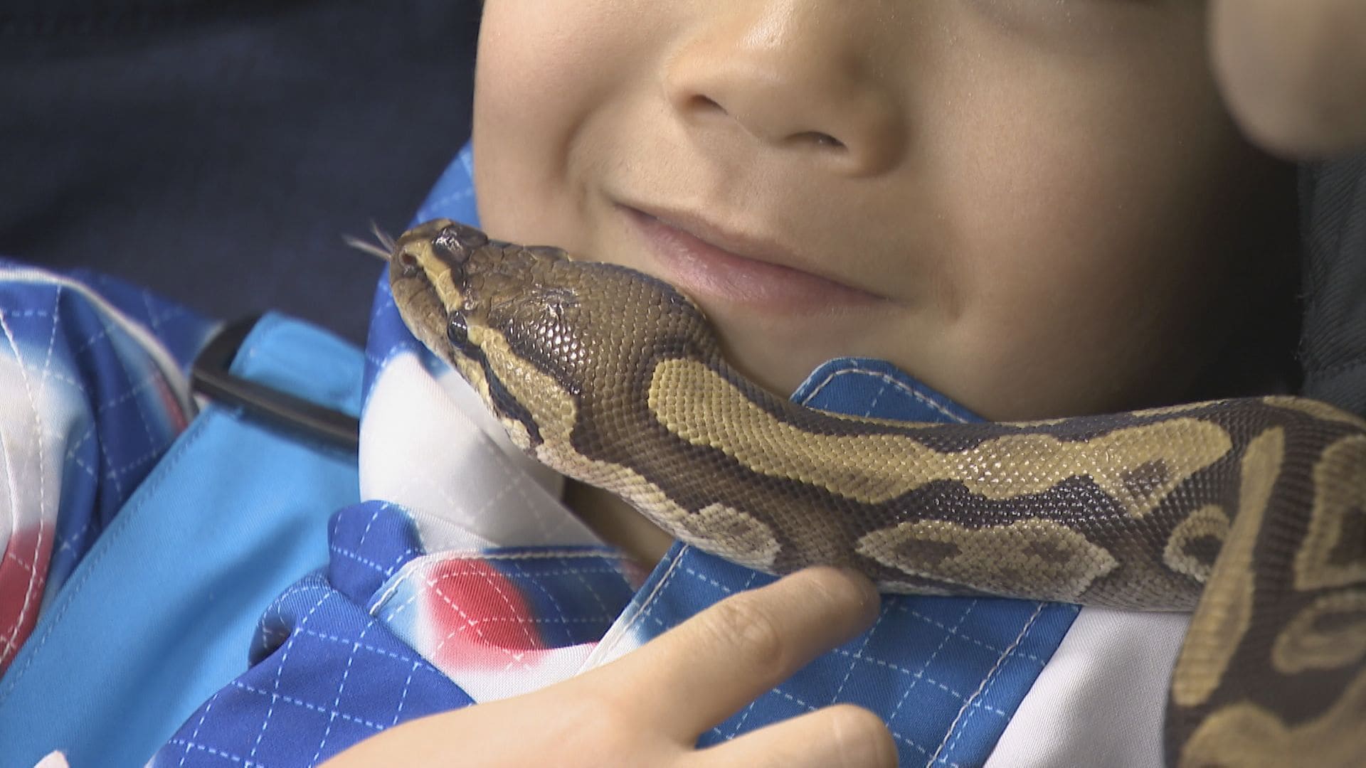 気持ちよかった」「意外と締め付け…」茶臼山動物園でヘビを首に巻いて