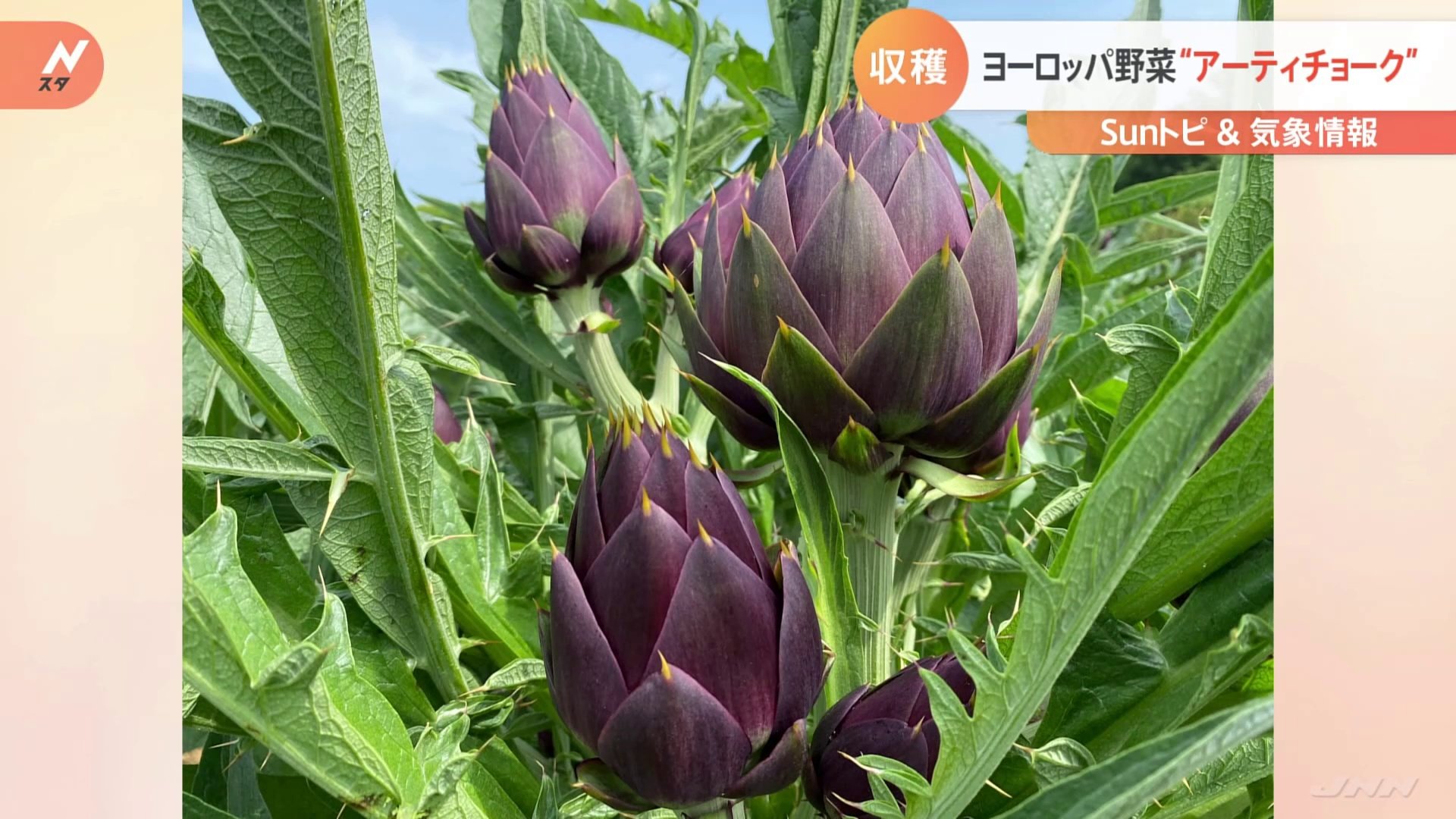 珍野菜 アーティチョーク収穫始まる 千葉県松戸市にある日本最大規模のアーティチョーク畑 Sunトピ Tbs News Dig