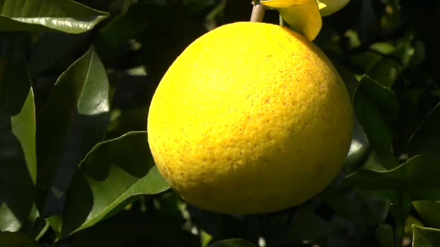 サワーポメロ」収穫ピーク さわやかな酸味と甘み特徴 鹿児島・いちき