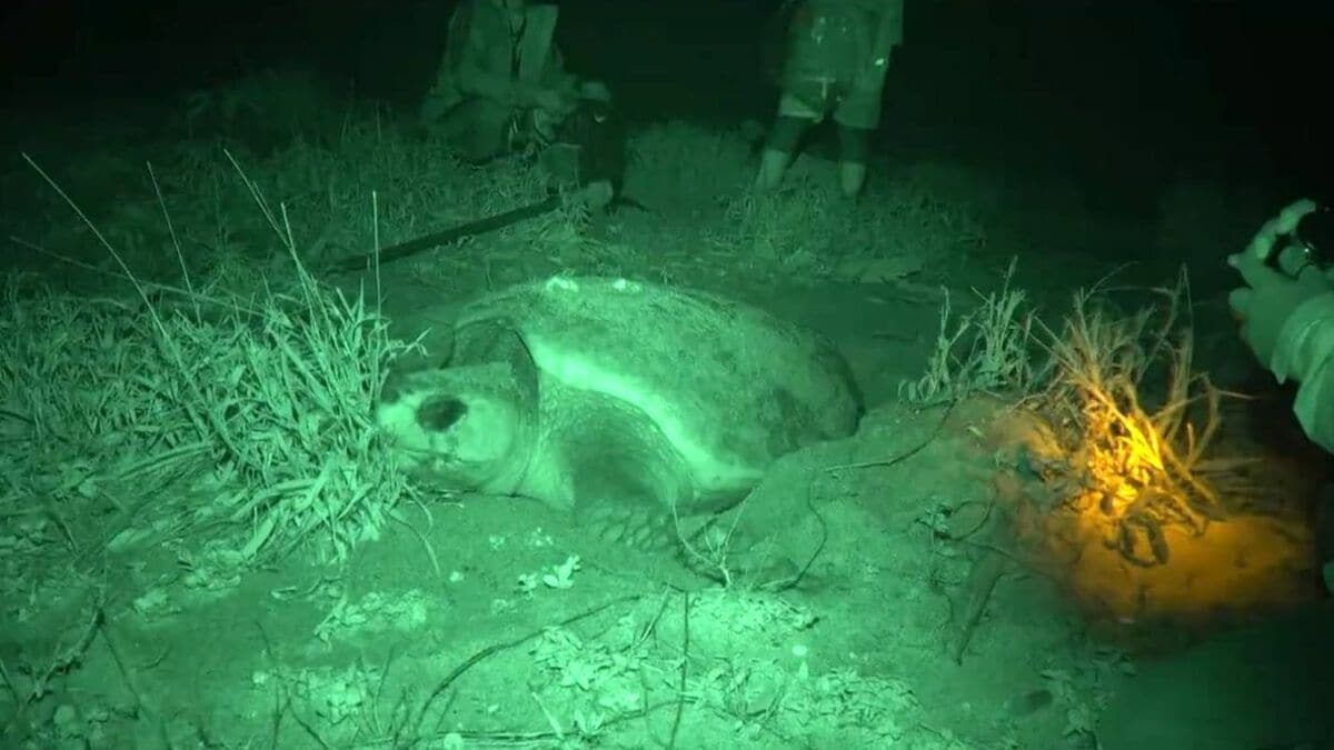 世界有数のウミガメ産卵地・屋久島で観察会スタート…初日は2時間待機も確認できず終了　しかし解散の約10分後に砂浜で産卵始まる