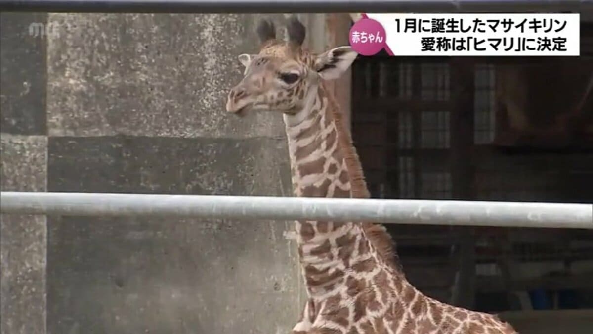 宮崎市フェニックス自然動物園 マサイキリンの赤ちゃんの愛称は