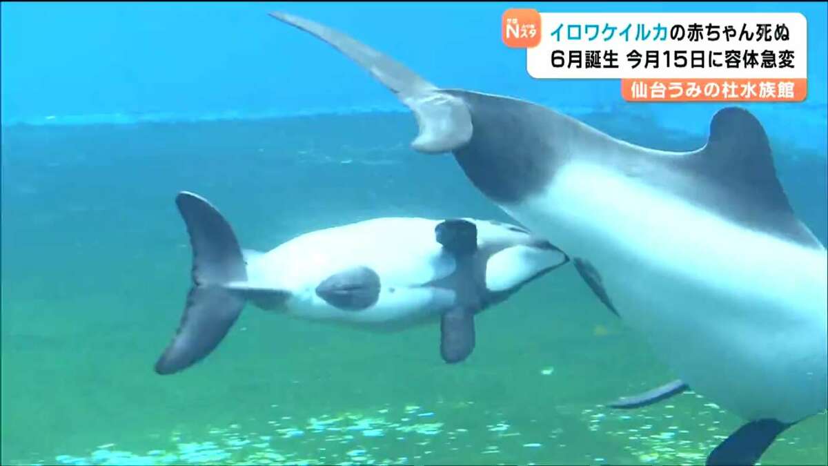 6月に初めて産まれた”イロワケイルカの赤ちゃん”死ぬ「少しの間だ